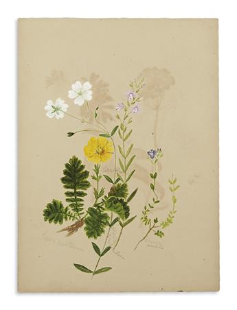 (WATERCOLORS.) Group of 13 mostly 19th-century watercolors of botanical and natural history subjects.